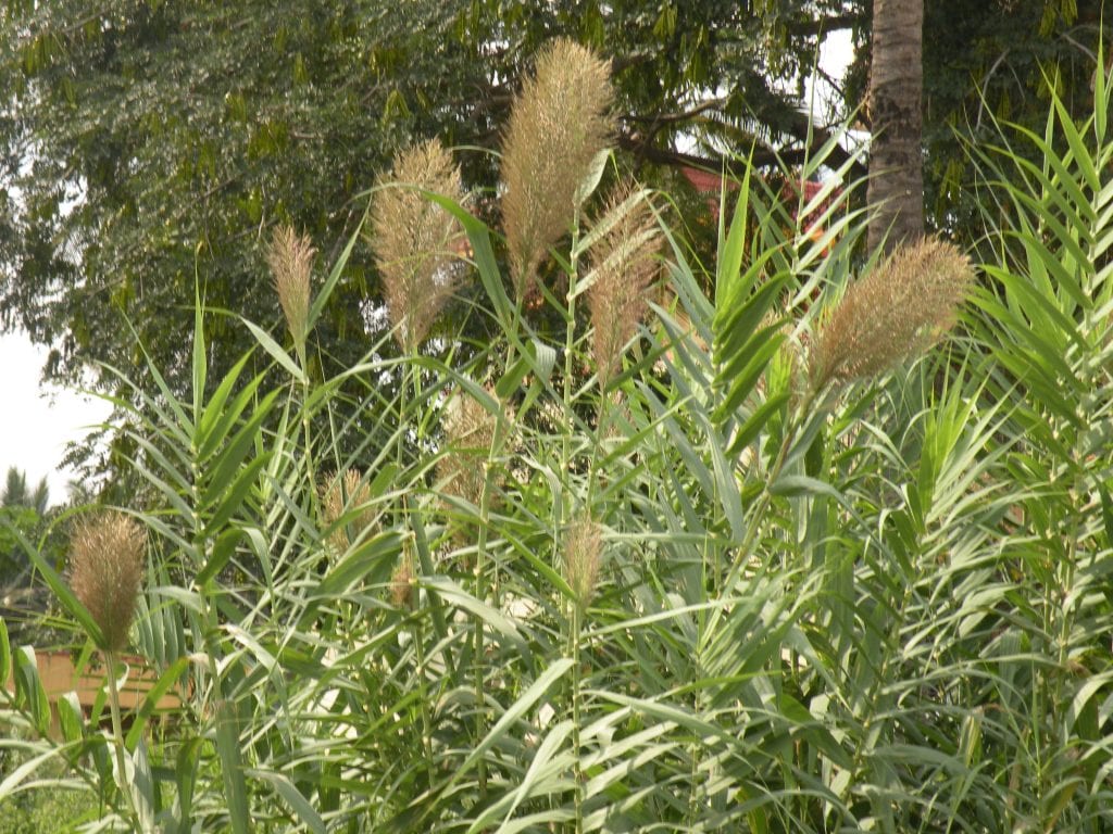 Carrizo o caña común (Arundo donax): cultivo y control