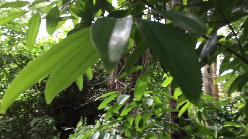Ejemplar de Cinnamomum cassia con su follaje perenne