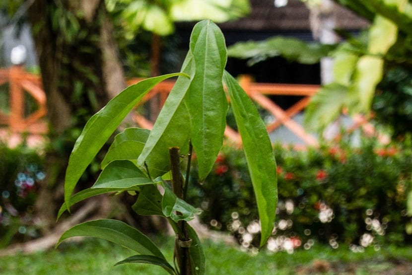 Hoja de Cinnamomum cassia vista de cerca con sus tres nervios