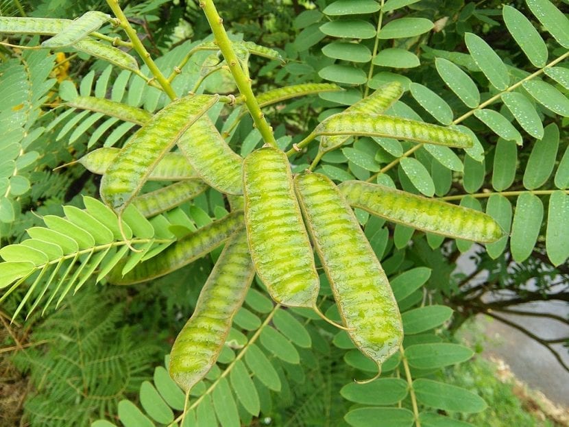 Vainas y frutos de Senna didymobotrya