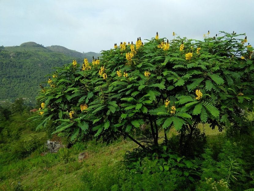 Arbusto de Senna didymobotrya en flor