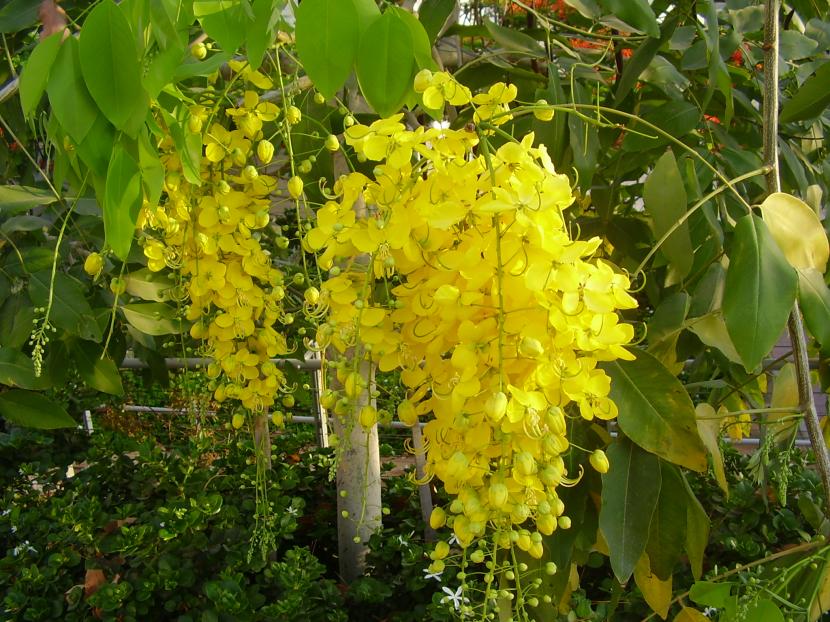 Cassia fistula: la lluvia de oro de clima cálido