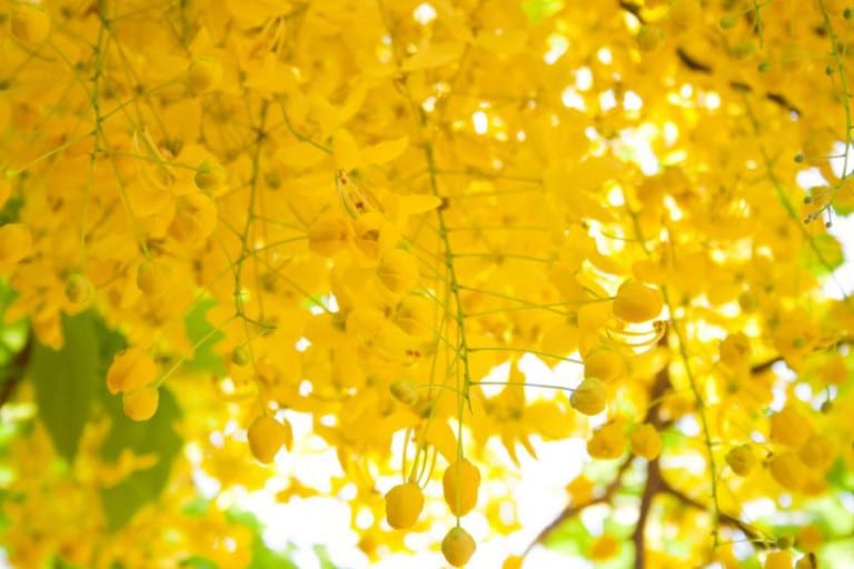 Racimos colgantes de flores amarillas de Cassia fistula