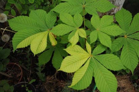Ejemplar adulto de Aesculus hippocastanum con la copa cerrada