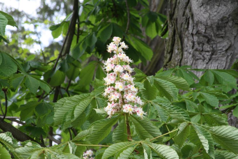 Castaño de Indias: cultivo, sombra y semillas tóxicas