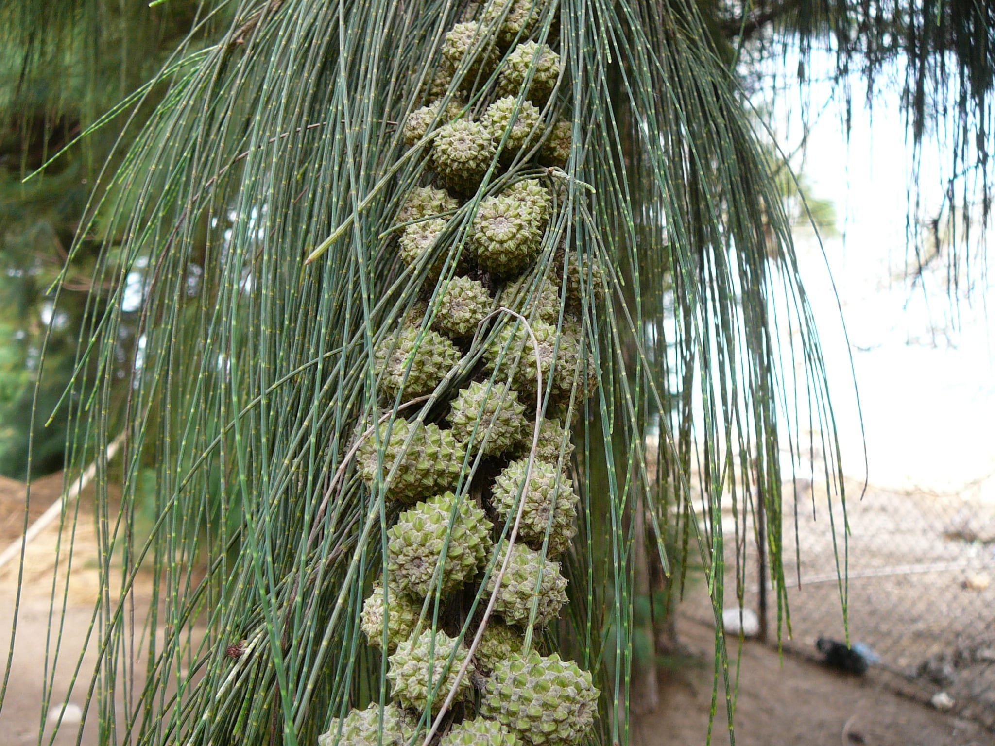 Detalle de las ramillas articuladas de Casuarina equisetifolia
