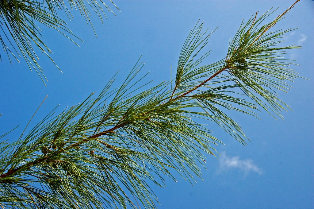 Casuarina equisetifolia adulta en el litoral