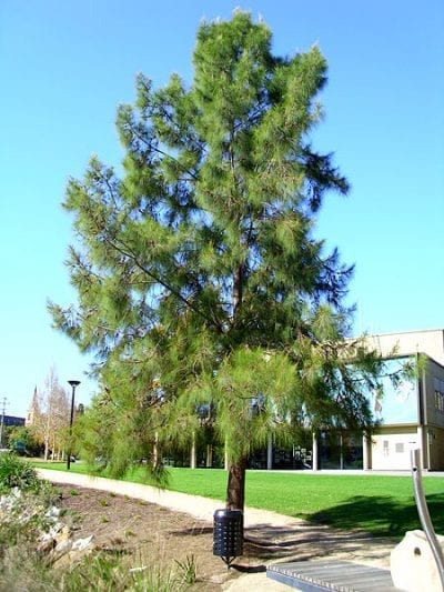 Porte de un ejemplar de Casuarina cunninghamiana