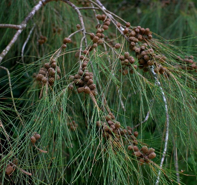 Detalle de las ramillas articuladas de la casuarina, que parecen agujas