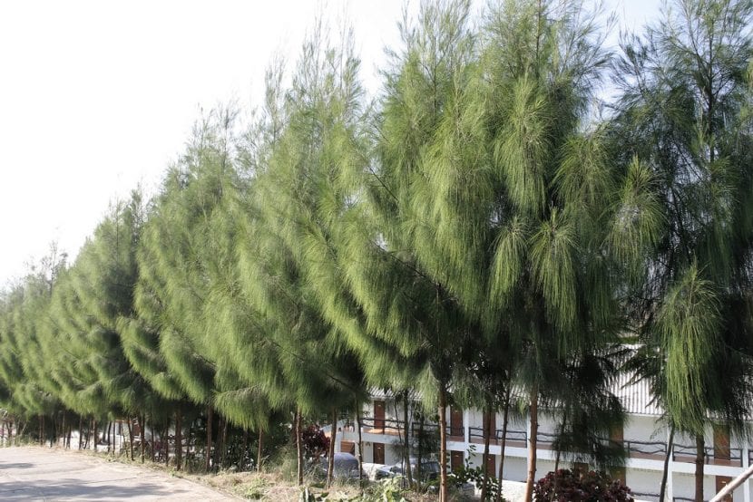 Ejemplar adulto de Casuarina oligodon