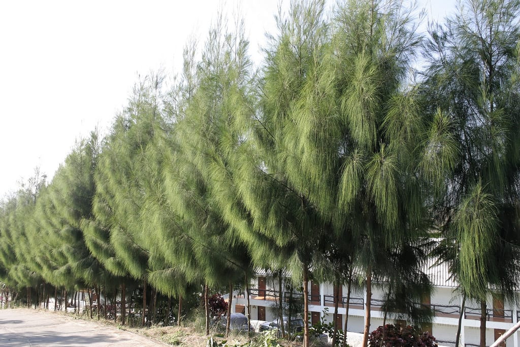 Casuarina: especies, cultivo y uso como cortavientos