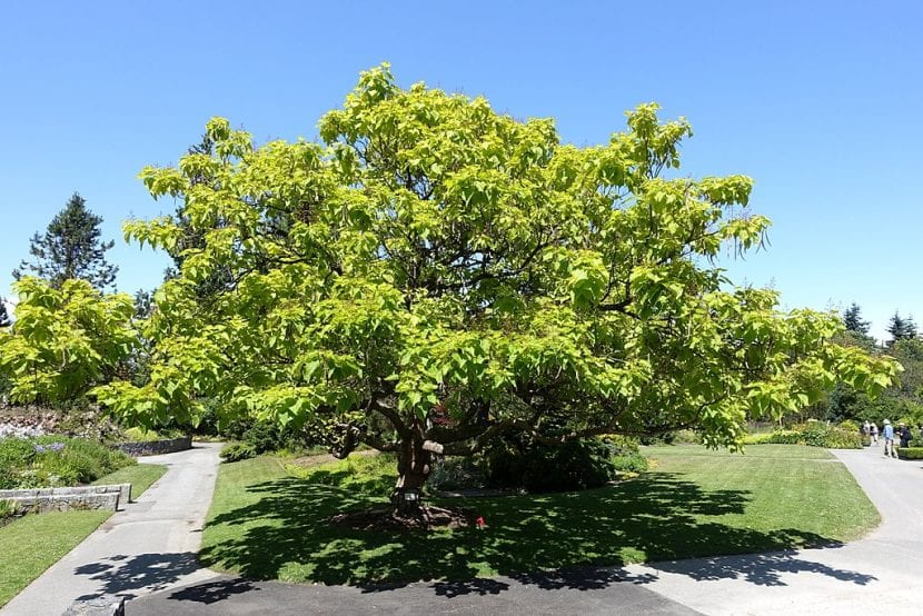 Follaje dorado de Catalpa bignonioides Aurea