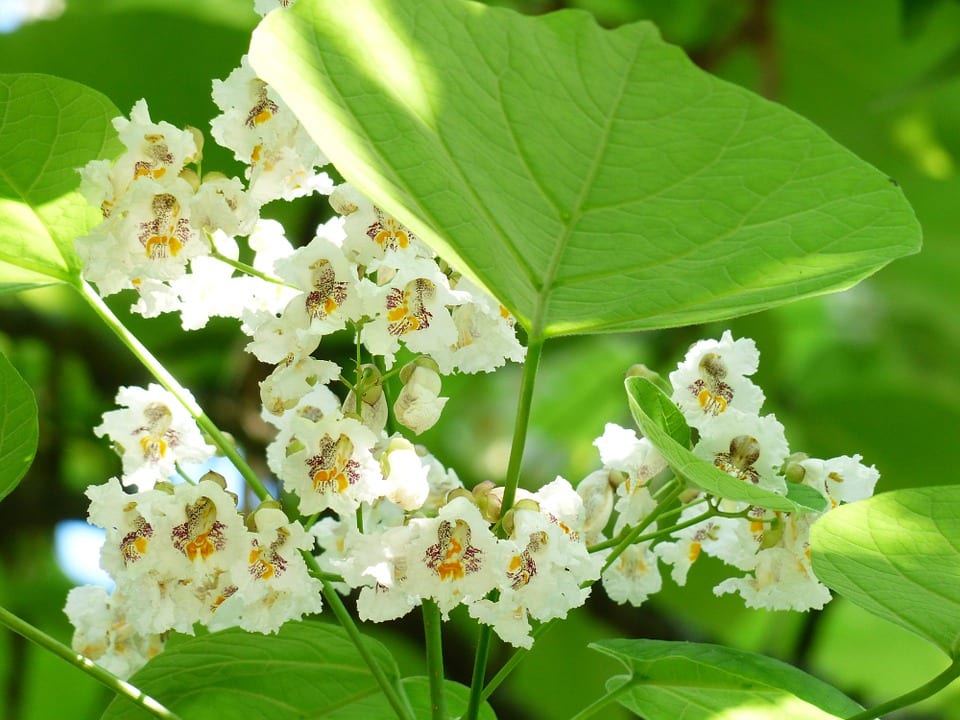 Catalpa bignonioides: cultivo, poda y floración