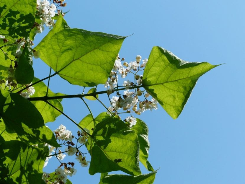 Hojas acorazonadas de Catalpa bignonioides