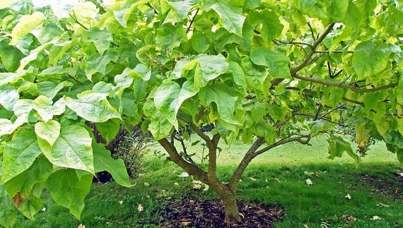 Catalpa bungei: qué árbol compras y cómo podarlo