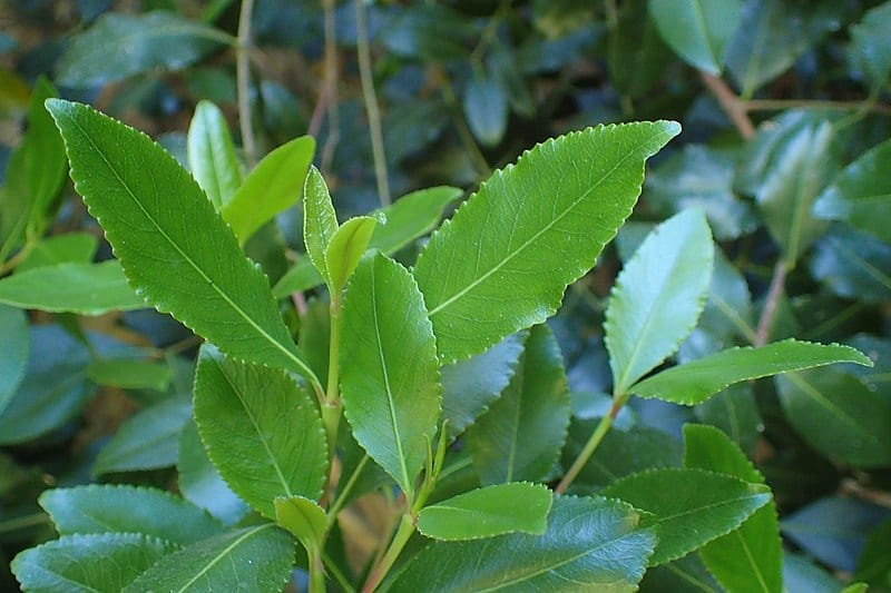 Catha edulis o khat: botánica, legalidad y riesgos