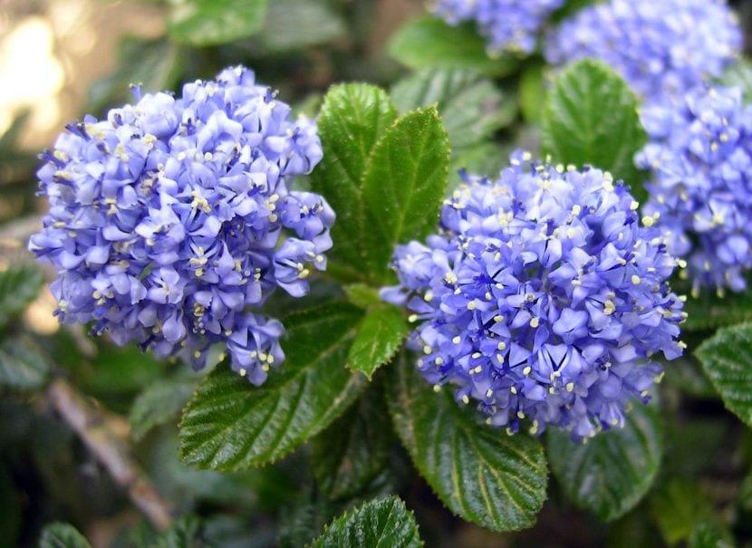 Ceanothus thyrsiflorus Repens en su porte rastrero
