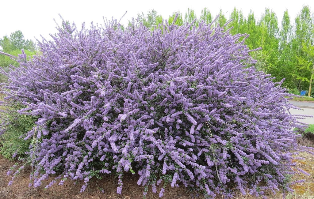 Ceanothus, guía de cultivo, poda y riego del arbusto azul