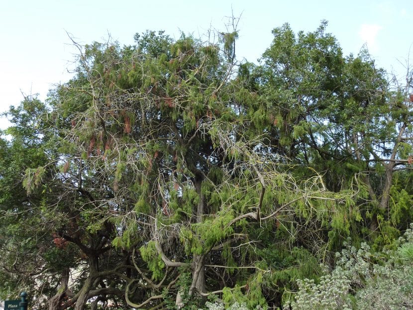 Ejemplar de Juniperus cedrus, el cedro canario