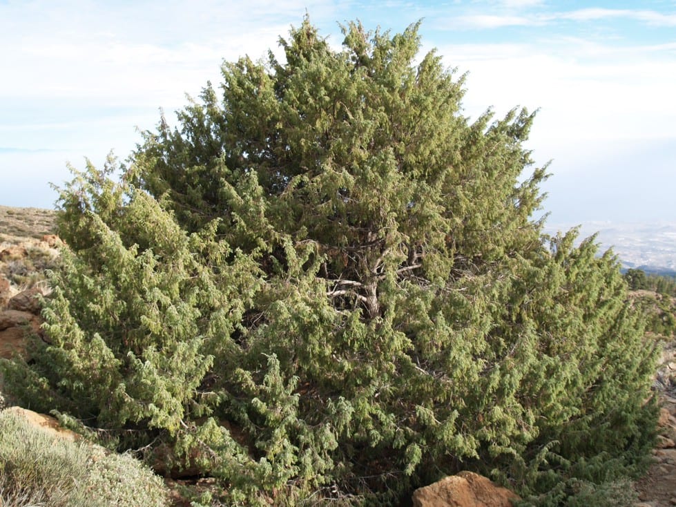 Cedro canario (Juniperus cedrus), cultivo y cuidados