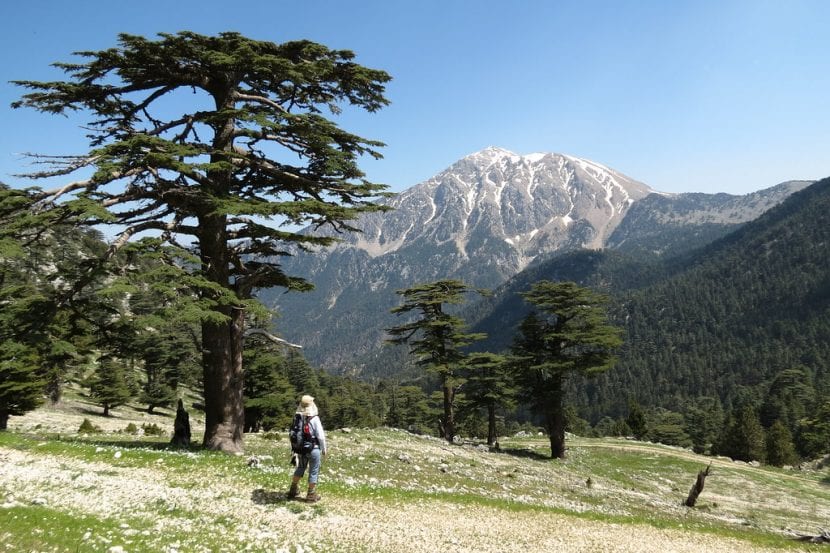 Ejemplar adulto de Cedrus libani con las ramas dispuestas en pisos horizontales