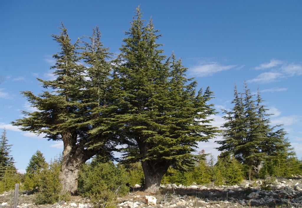 Cedro del Líbano: cultivo, poda y cuidados de Cedrus libani
