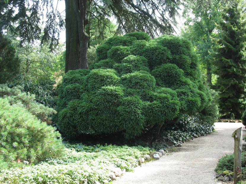 Cryptomeria japonica Globosa Nana de porte redondeado en jardín