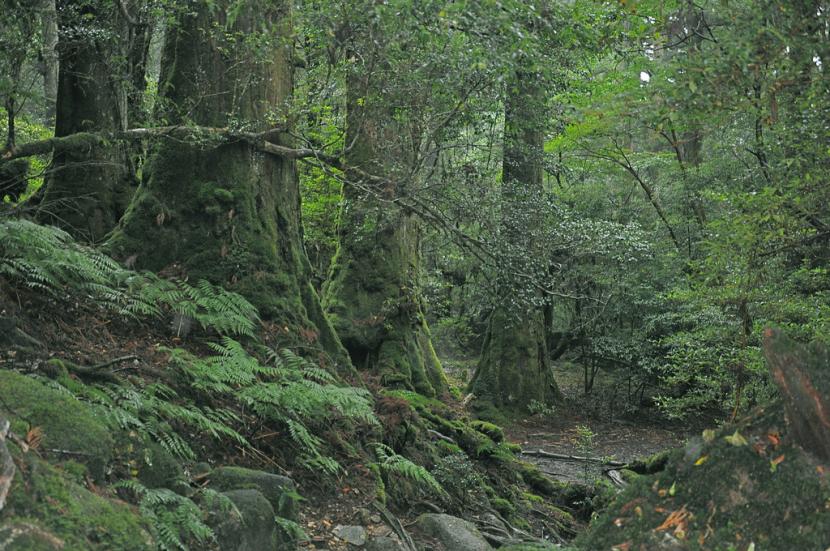 Bosque de Cryptomeria japonica con troncos rectos de corteza rojiza