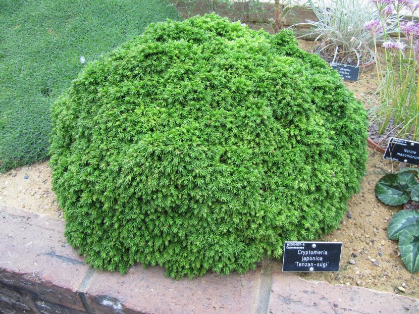 Cedro japonés (Cryptomeria japonica): cultivo y cultivares