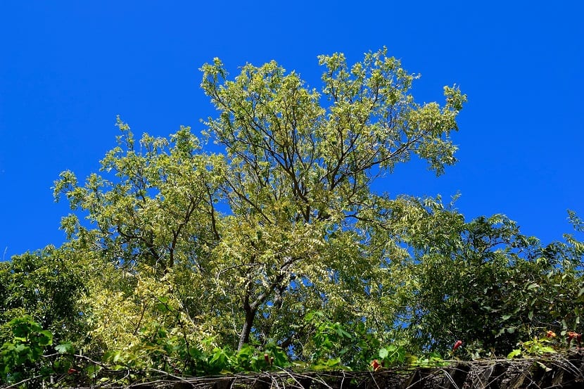 Ejemplar adulto de cedro rojo o Cedrela odorata con el fuste limpio y las ramas altas