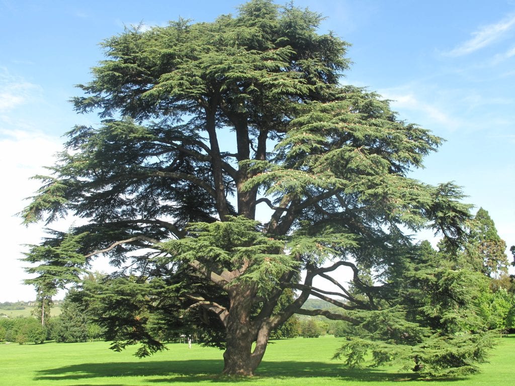 Cedro (Cedrus): especies, plantación, poda y plagas