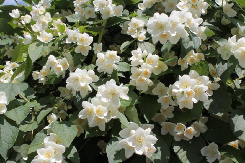 Flores blancas de celinda con estambres amarillos