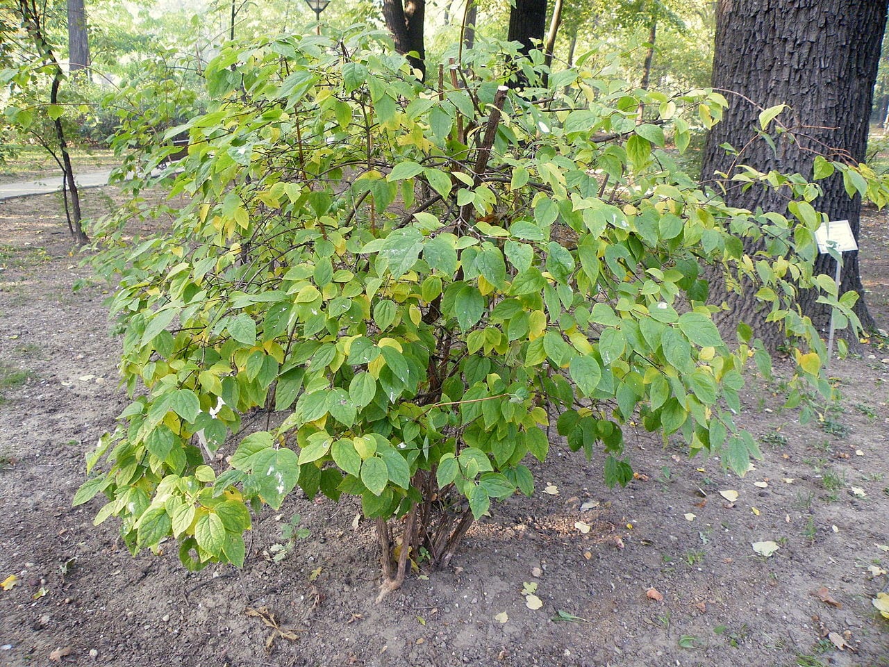 Arbusto de Philadelphus coronarius en plena floración