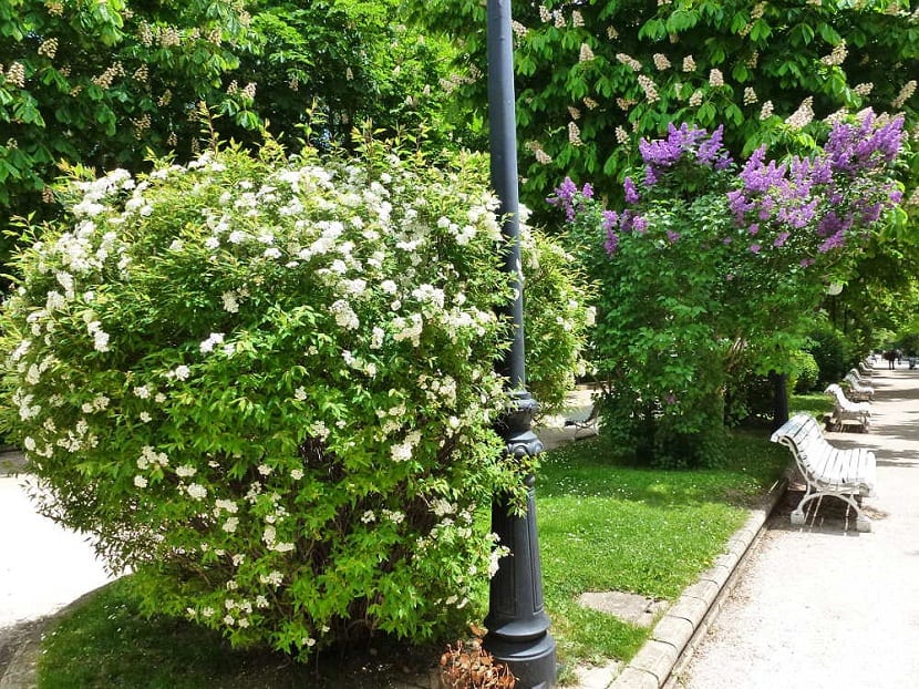 Celindo (Philadelphus coronarius): cultivo, poda y cuidados