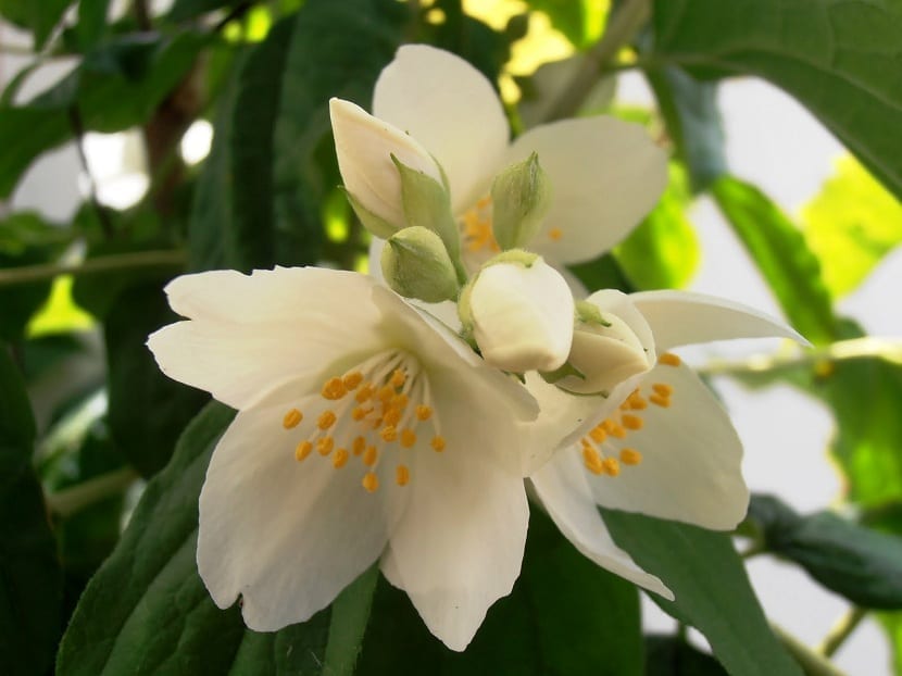 Flores blancas de cuatro pétalos del celindo