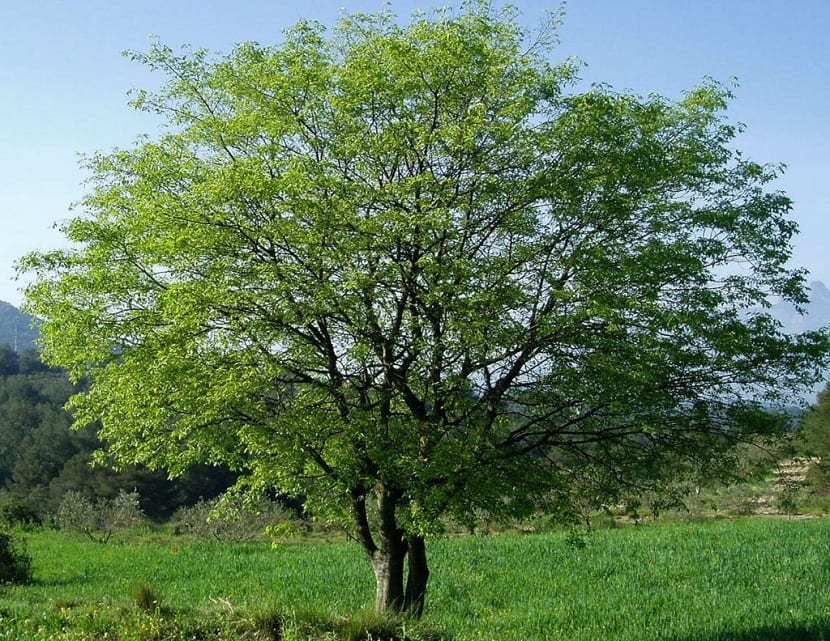 Ejemplar adulto de Celtis australis