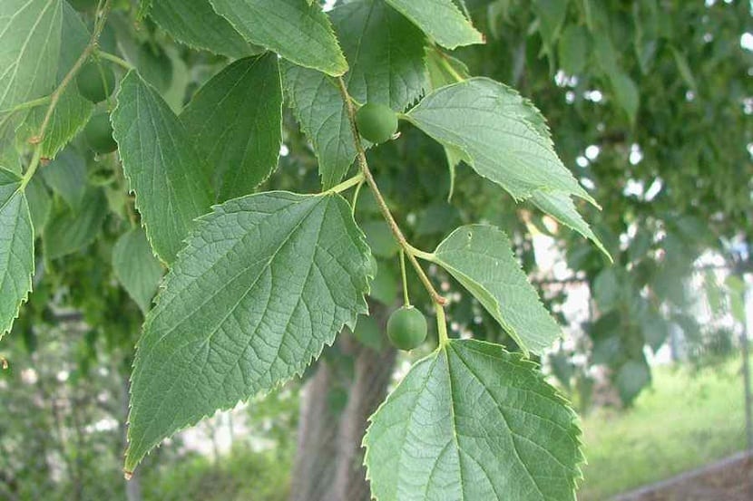 Hojas de Celtis occidentalis