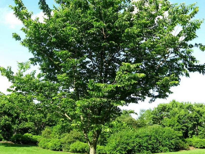 Celtis australis y Celtis occidentalis: almez europeo y americano