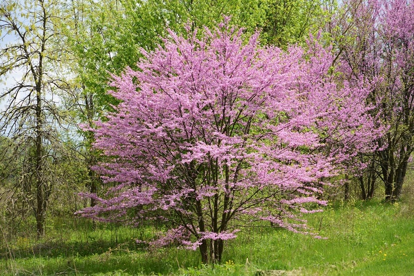Cercis canadensis en plena floración primaveral con las ramas cubiertas de flores rosas