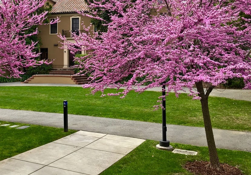 Cercis canadensis: cultivo, variedades y cuidados