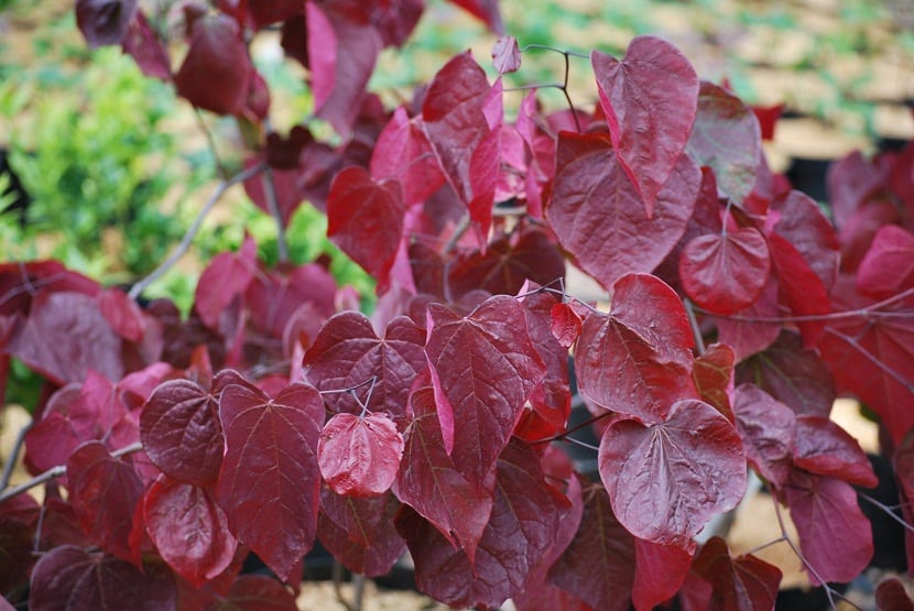 Rama de Cercis canadensis con las hojas acorazonadas características de la especie