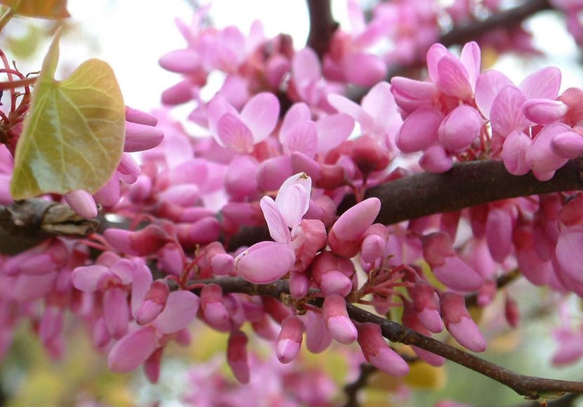 Cercis siliquastrum florecido en primavera con las ramas cubiertas de flores rosas