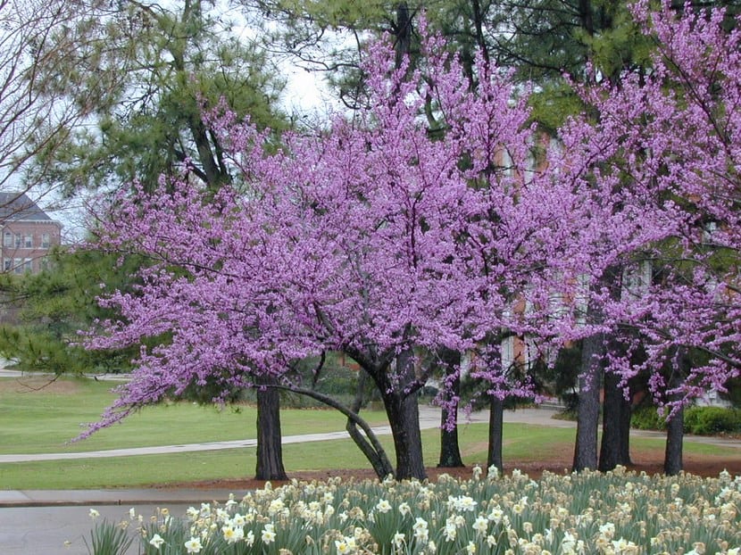 Árbol del amor (Cercis): cuidados y qué especie elegir