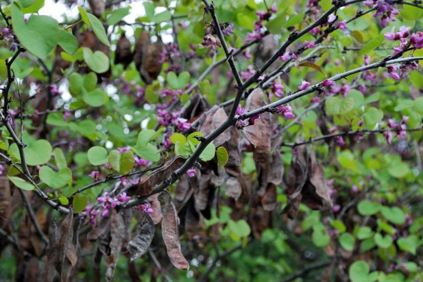 Hojas redondeadas y azuladas de Cercis occidentalis