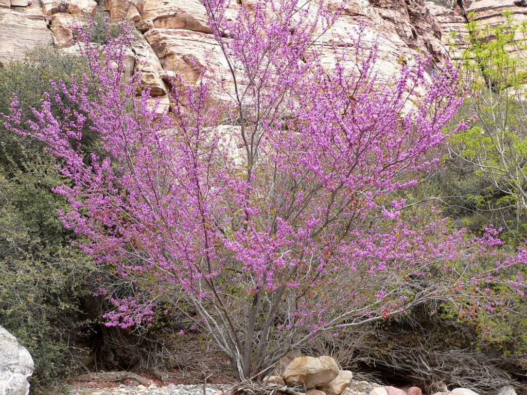 Cercis occidentalis: cuidados, poda y riego del arbolito