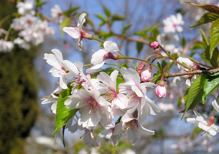 Cerezo de primavera en plena floración