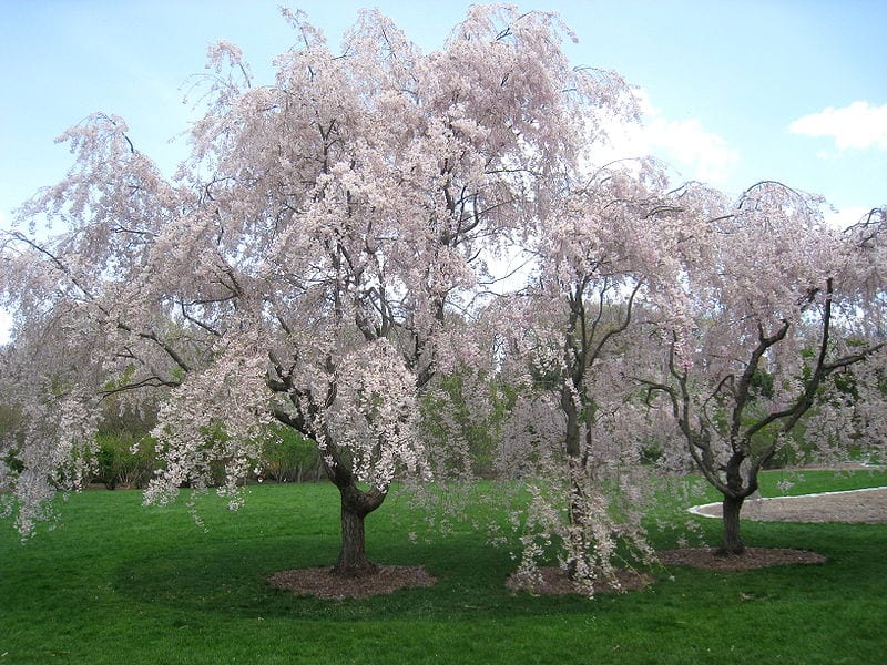 Cerezo de primavera: cuidados, poda y variedades