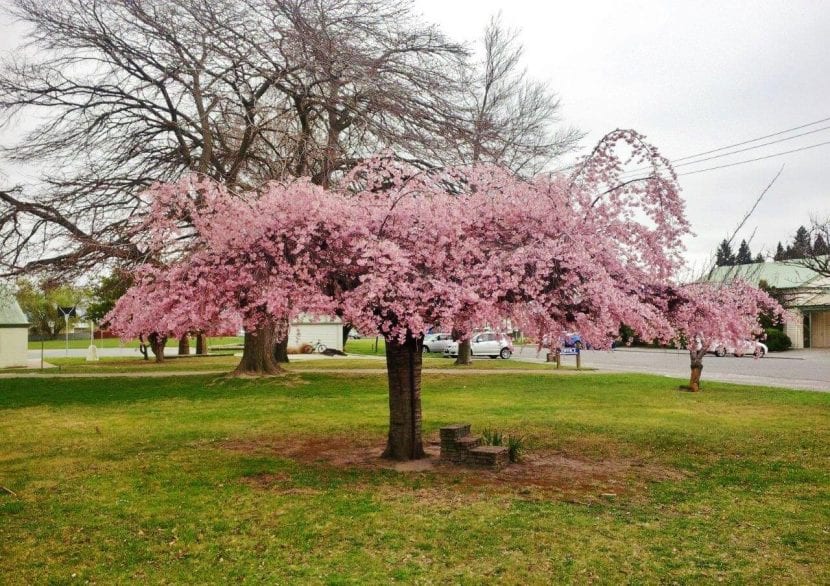Prunus subhirtella Pendula Rosea de porte llorón
