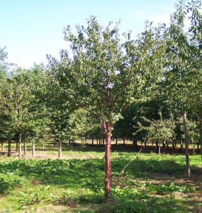 Corteza caoba brillante de Prunus serrula