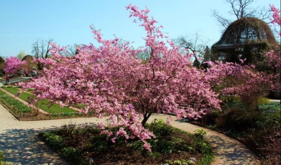 Cerezo ornamental: cultivo, poda y variedades en España